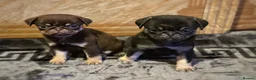 Pug dogs for sale: Gorgeous Pug Puppies - Advert 20