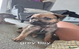 Mixed Breed dogs for sale: German shepard cross American bulldogs - Image 5