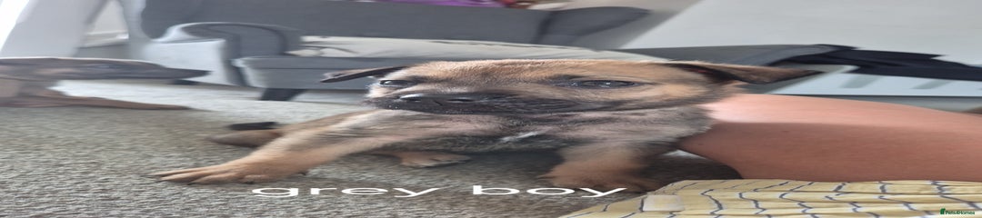 Mixed Breed Puppy 3