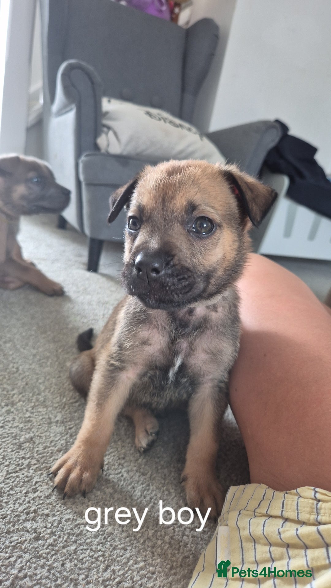 Mixed Breed dogs for sale: German shepard cross American bulldogs - Image 5