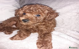 Toy Poodle dogs for sale: KC Registered gorgeous Red Toy Poodle Puppies - Image 7