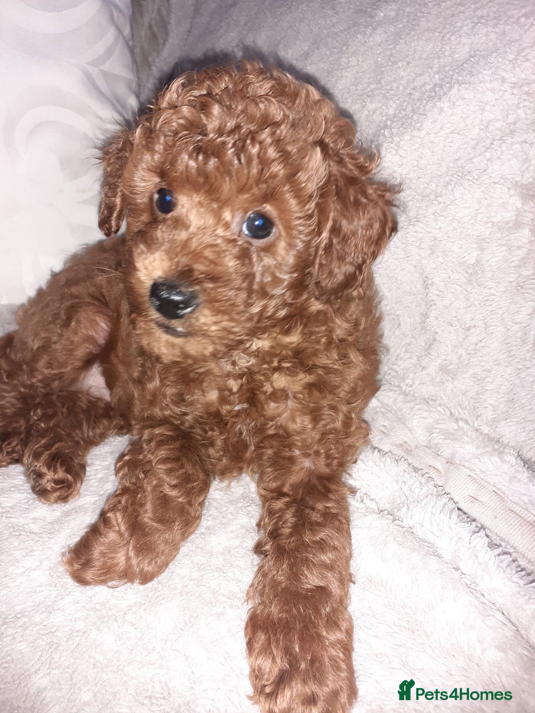 Toy Poodle dogs for sale: KC Registered gorgeous Red Toy Poodle Puppies - Image 7
