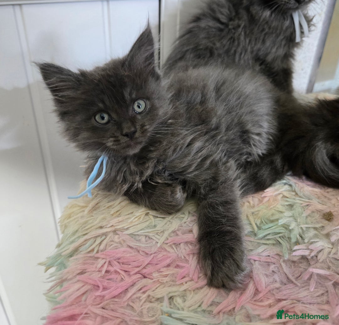 Maine Coon cats for sale: Stunning GCCF Maine Coon kittens  - Image 29