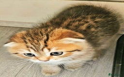 Scottish Fold cats for sale: Full TICA reg Scottish fold ready now london  - Image 2