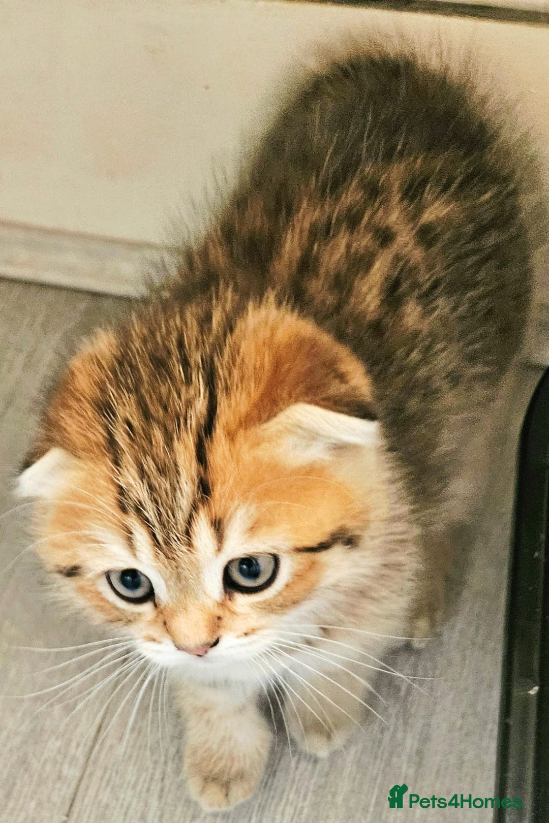 Scottish Fold cats for sale: Full TICA reg Scottish fold ready now london  - Image 2