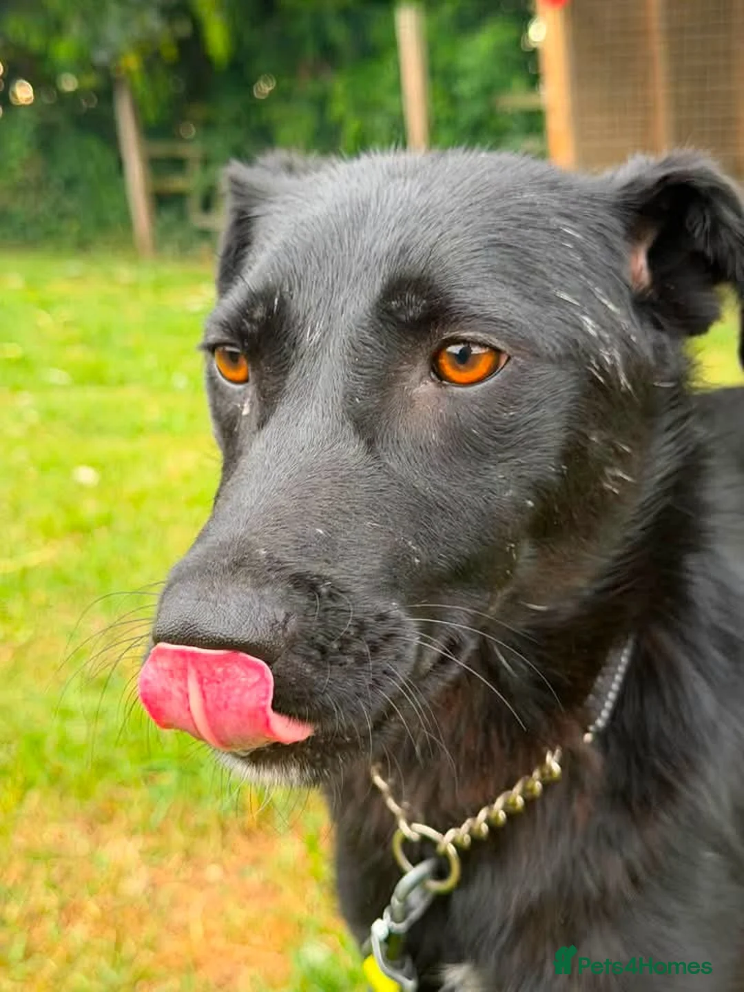 Mixed Breed dogs for adoption: Lola  - Advert 7