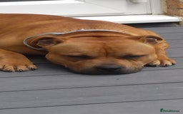 Staffordshire Bull Terrier dogs for sale: RED STAFFORDSHIRE BULL TERRIER consider Co-owner - Image 1