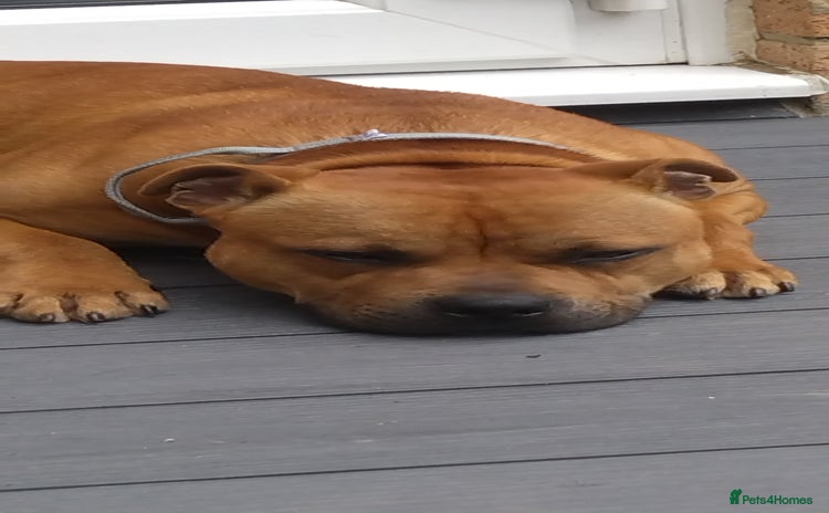 Staffordshire Bull Terrier dogs - Advert 3