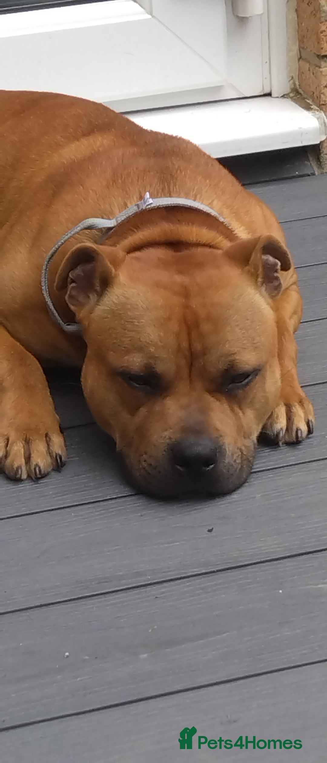 Staffordshire Bull Terrier dogs for sale: RED STAFFORDSHIRE BULL TERRIER consider Co-owner - Image 1