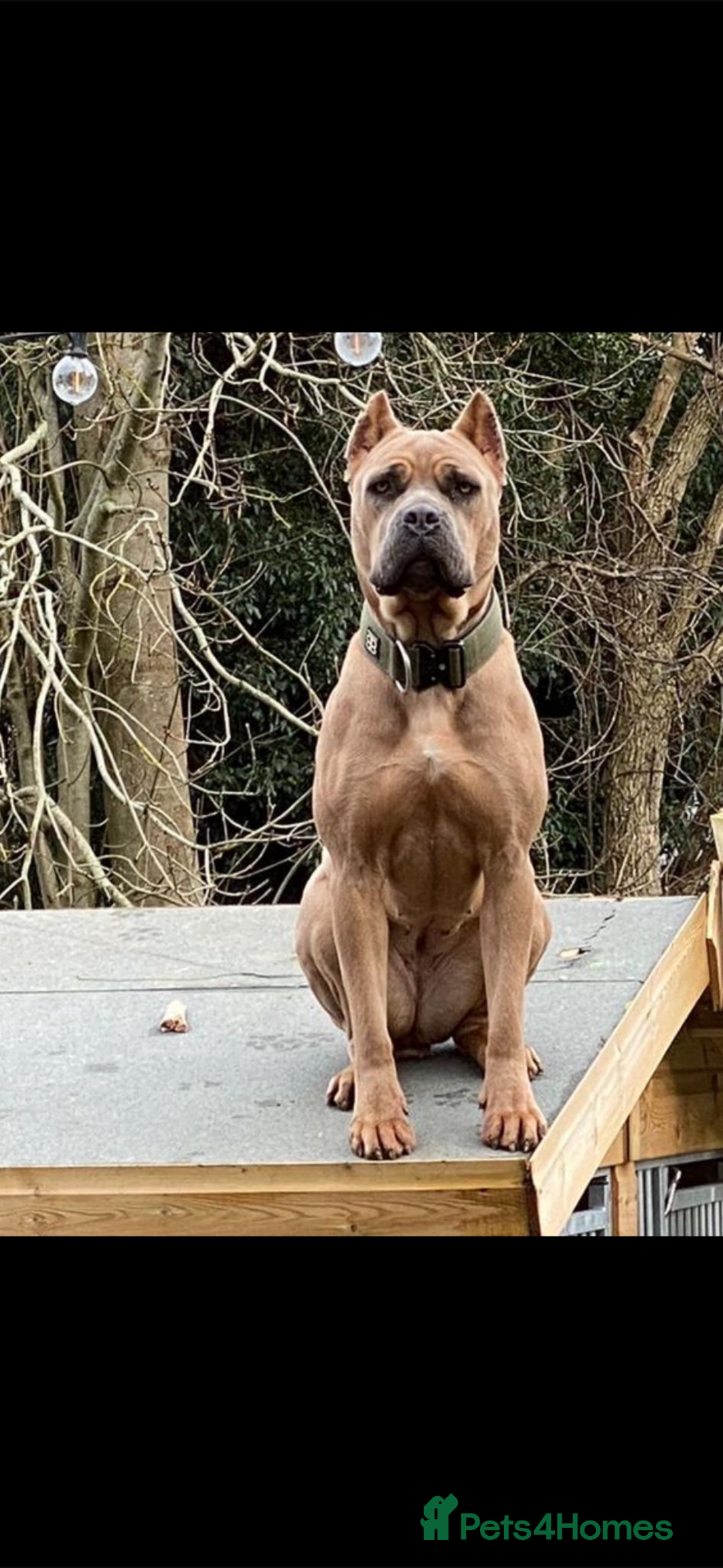 Cane Corso dogs for sale: Cane Corso Puppies – Champion European Lines - Advert 2