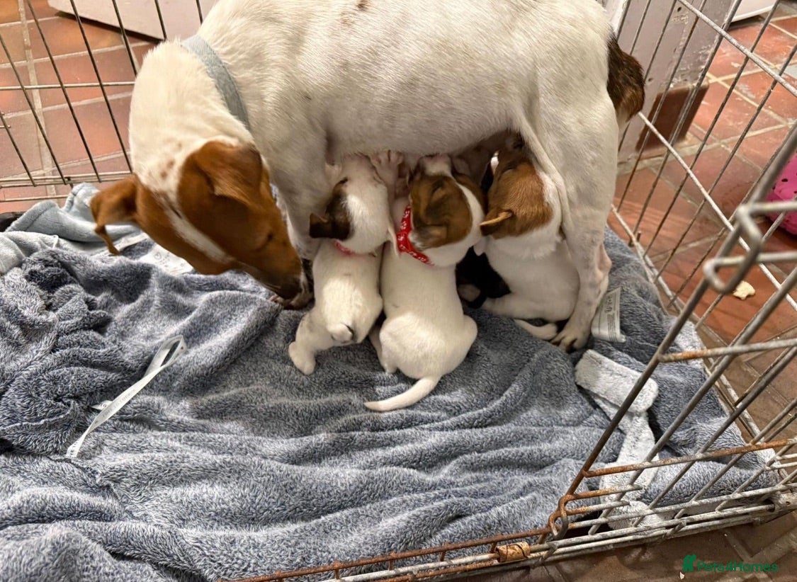 Jack Russell dogs Jack Russell puppies  - Advert 1