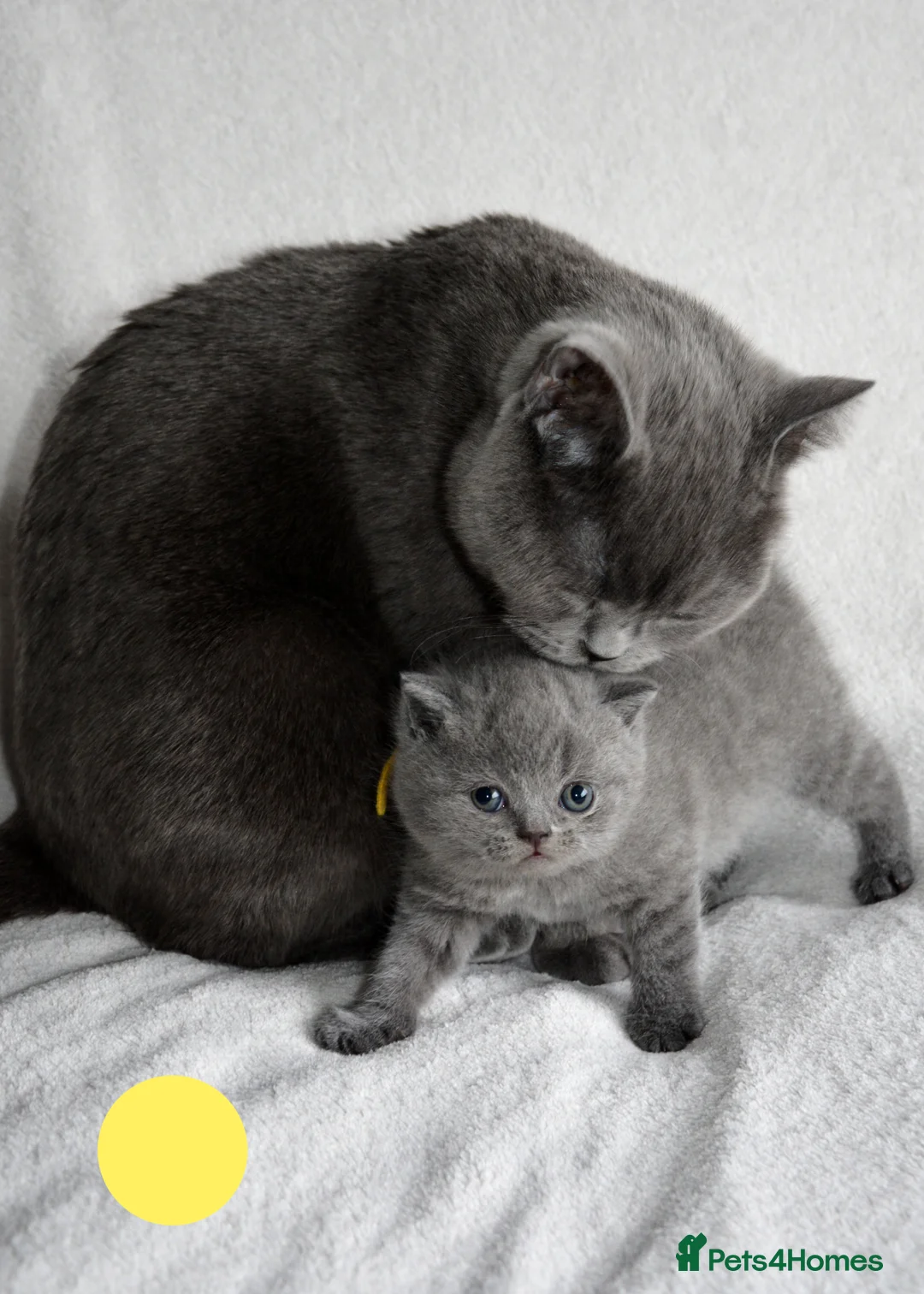 British Shorthair cats for sale: British Shorthair Kittens - Advert 12