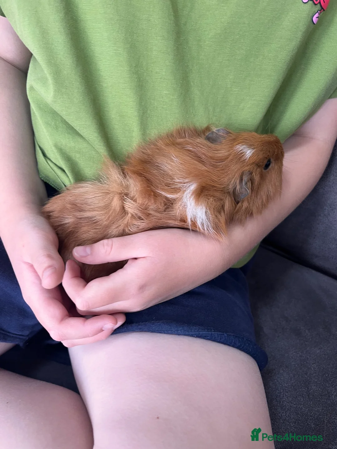 Guinea Pig rodents for sale: Male guinea pig in Beverley - Advert 2