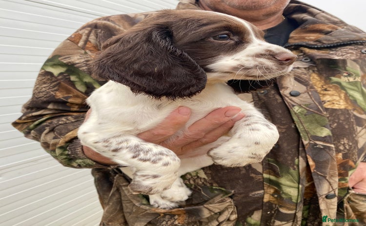 Sprocker dogs - Advert 7