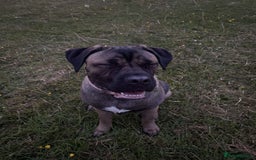 Cane Corso dogs for sale: Cane corso for sale  - Image 2