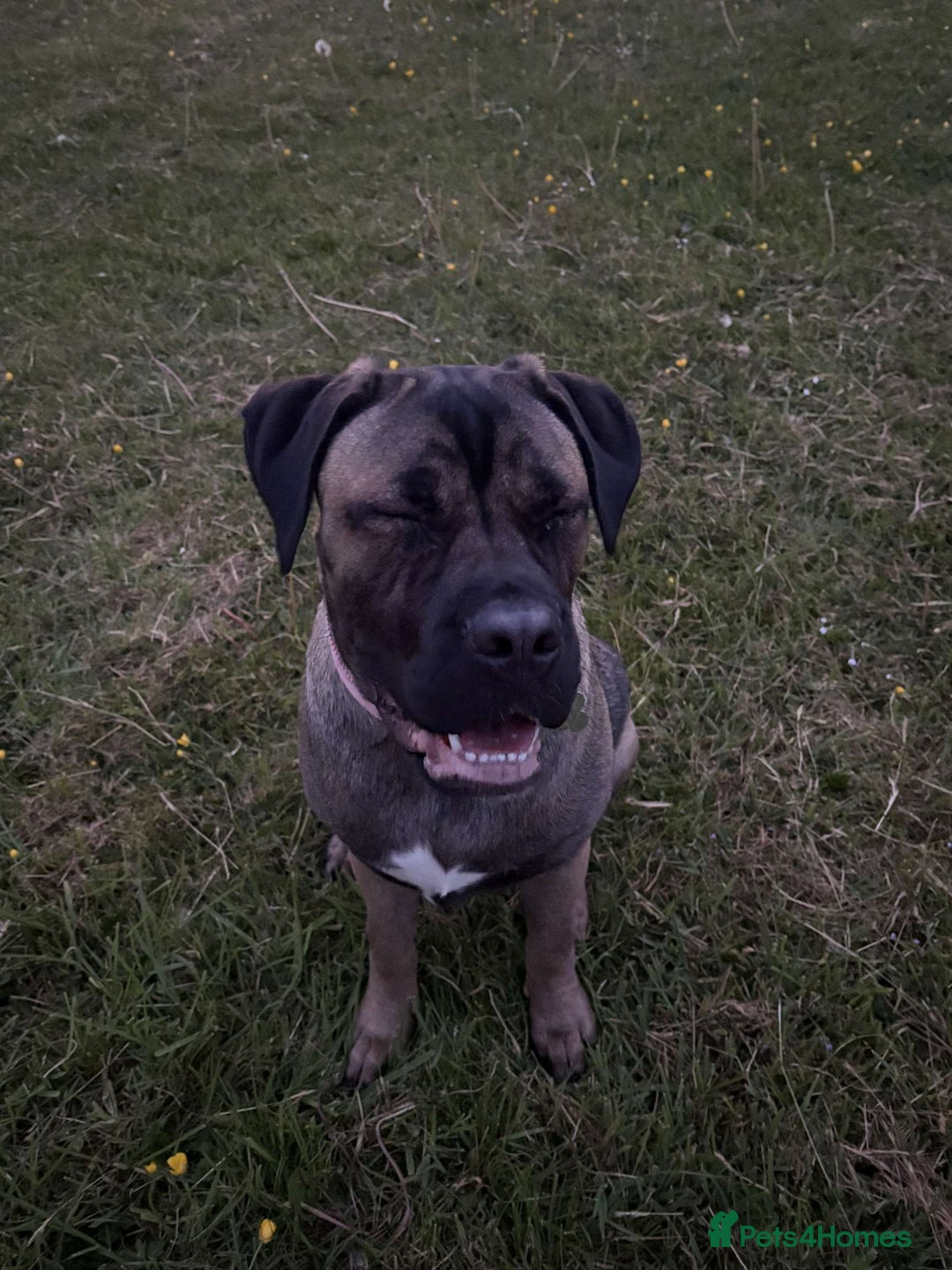 Cane Corso dogs for sale: Cane corso for sale  - Image 2