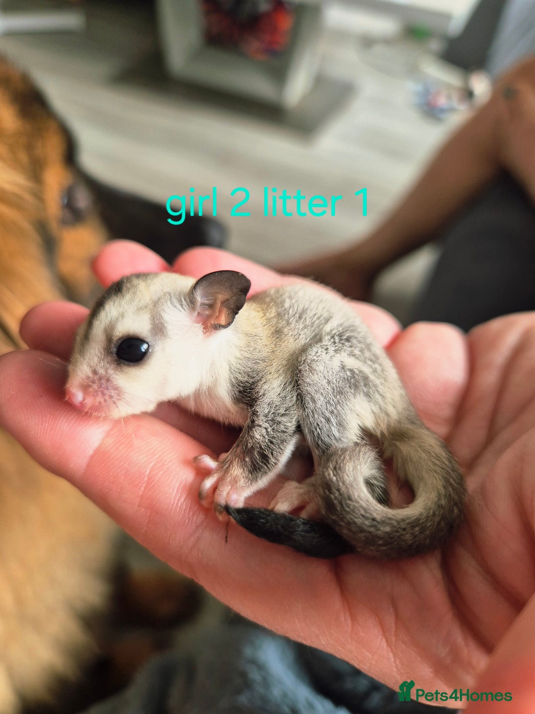 Sugar Glider rodents for sale: 4 baby sugar gliders ready 13th sept price each  - Image 35