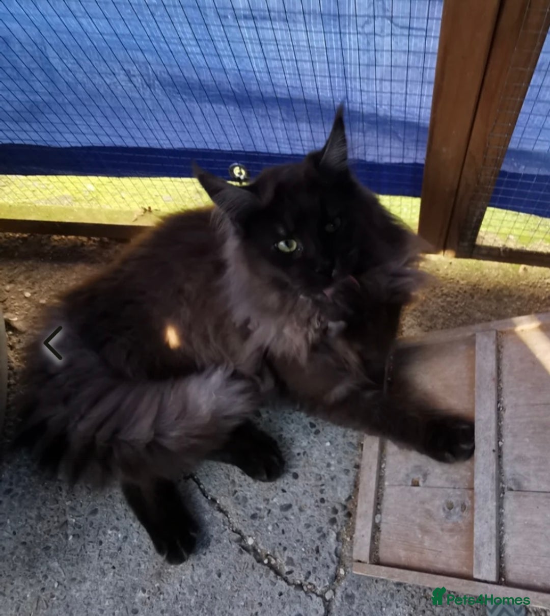 Maine Coon cats for sale: Stunning Maincoon kittens - Image 11