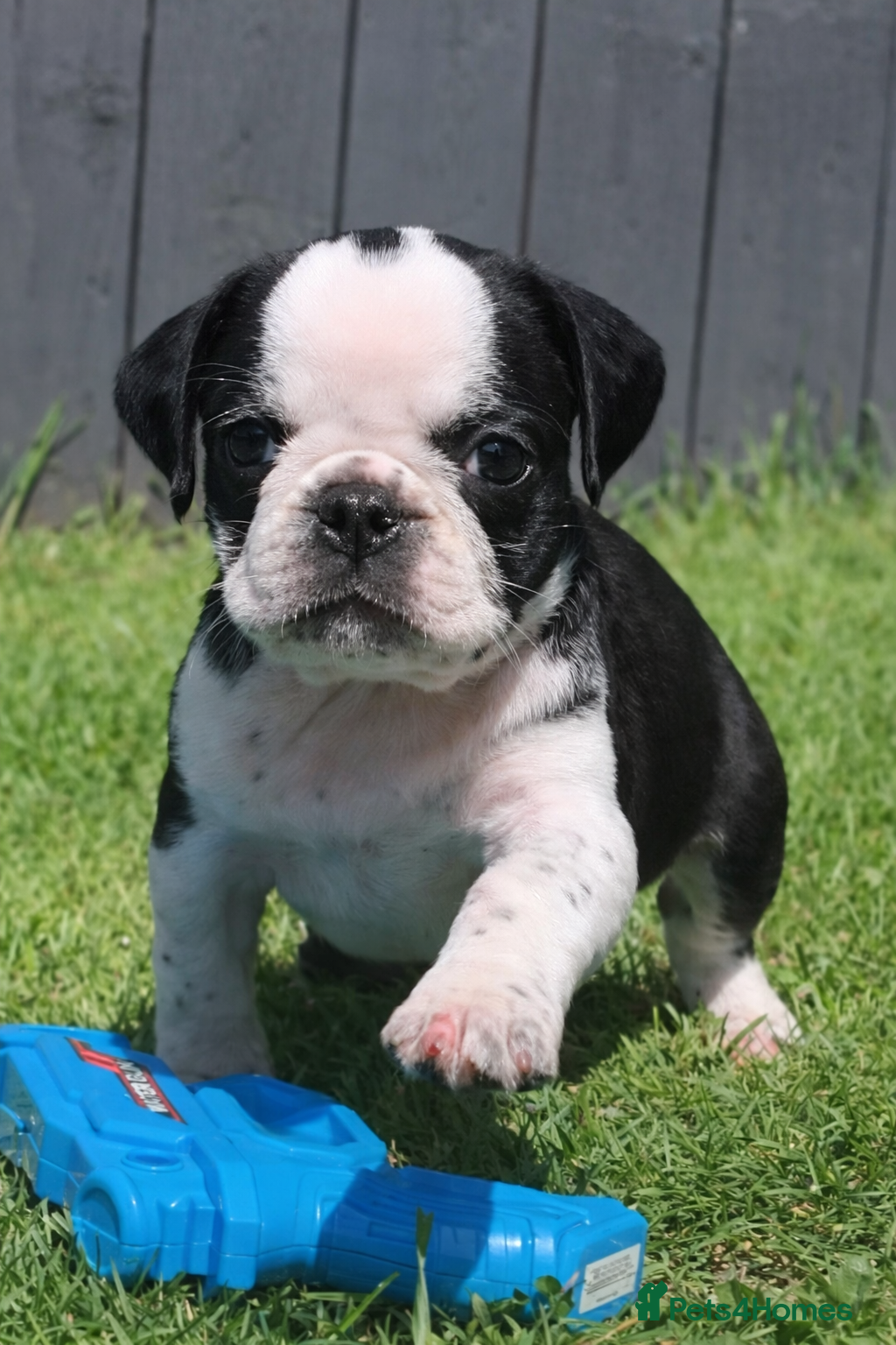 Pug dogs Panda pug  - Advert 9