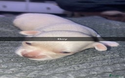 Chihuahua dogs for sale: Puppies for sale  - Image 3
