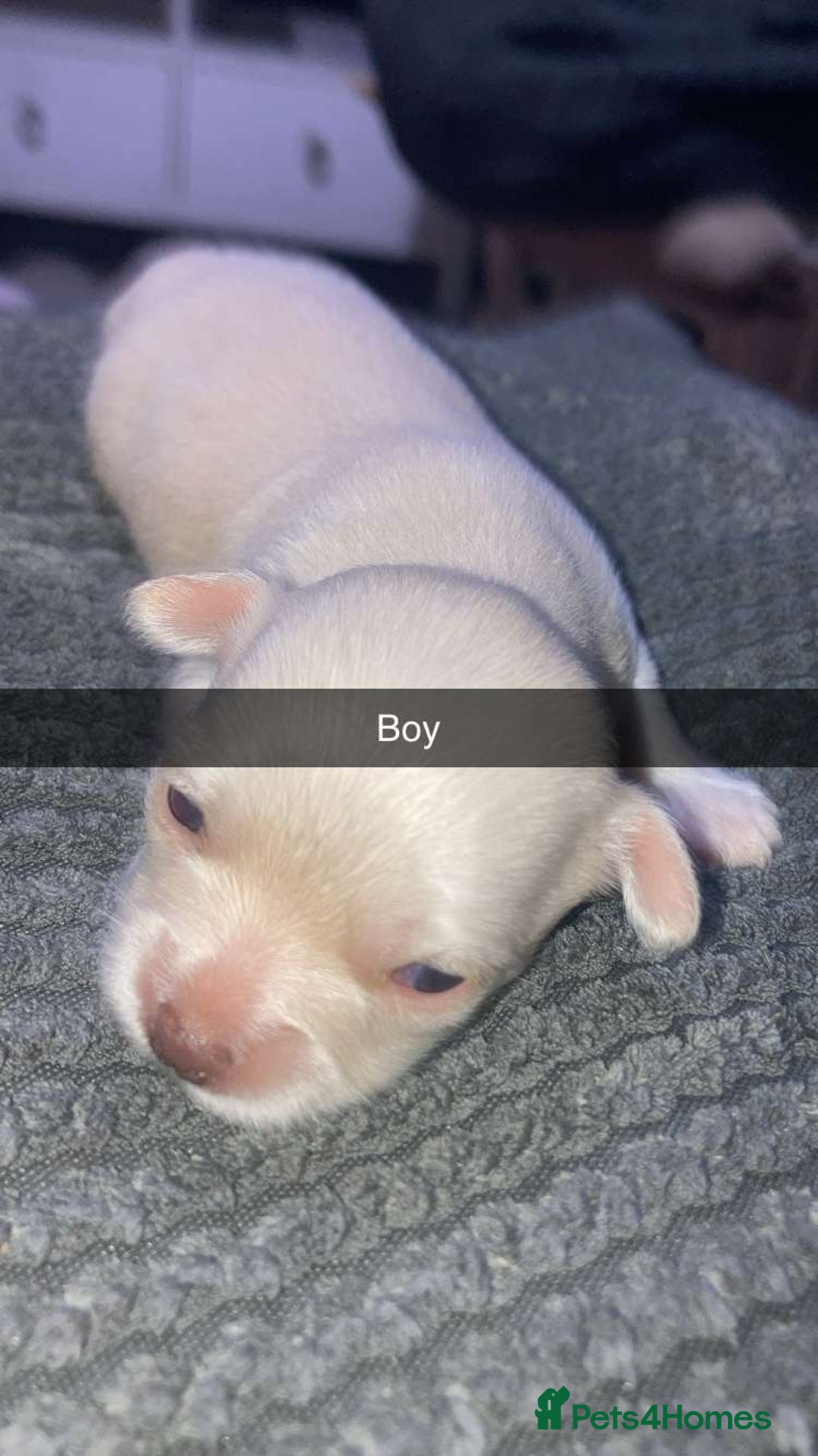 Chihuahua dogs for sale: Puppies for sale  - Image 3