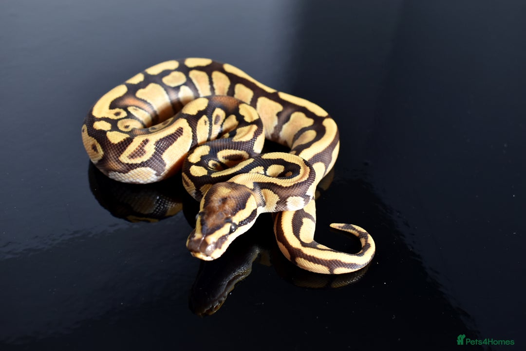 Python Snake reptiles for sale: Amazing baby ball pythons - Advert 13