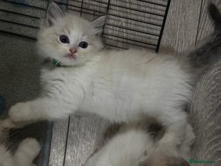 Ragdoll cats Pure Ragdoll kittens, ready 20th December - Advert 6