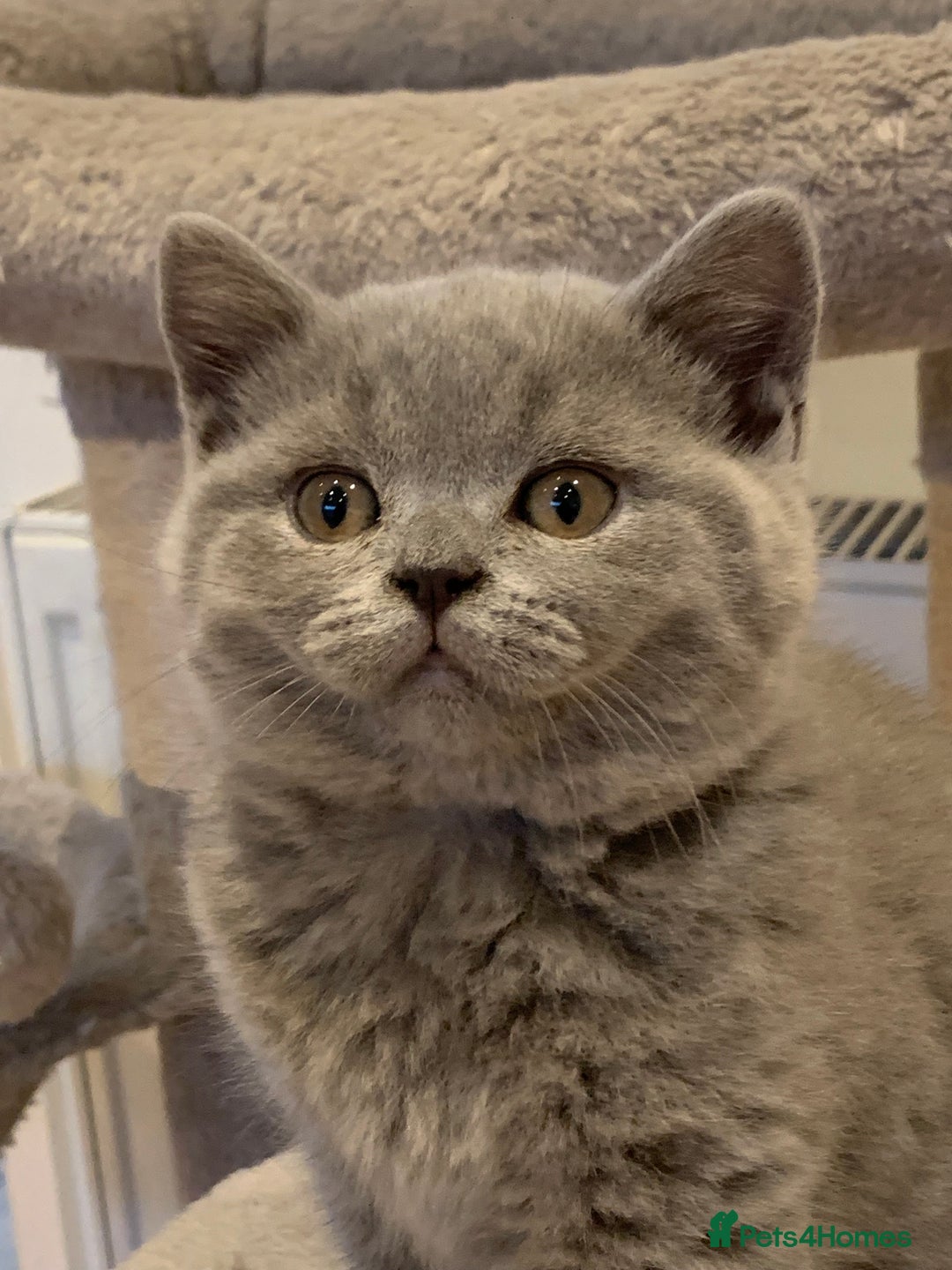 British Shorthair cats for sale: GCCF Pedigree Pure Blue British Shorthair - Advert 22