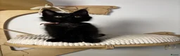 Maine Coon cats for sale: 3 Adorable female maine coon kittens  - Advert 4