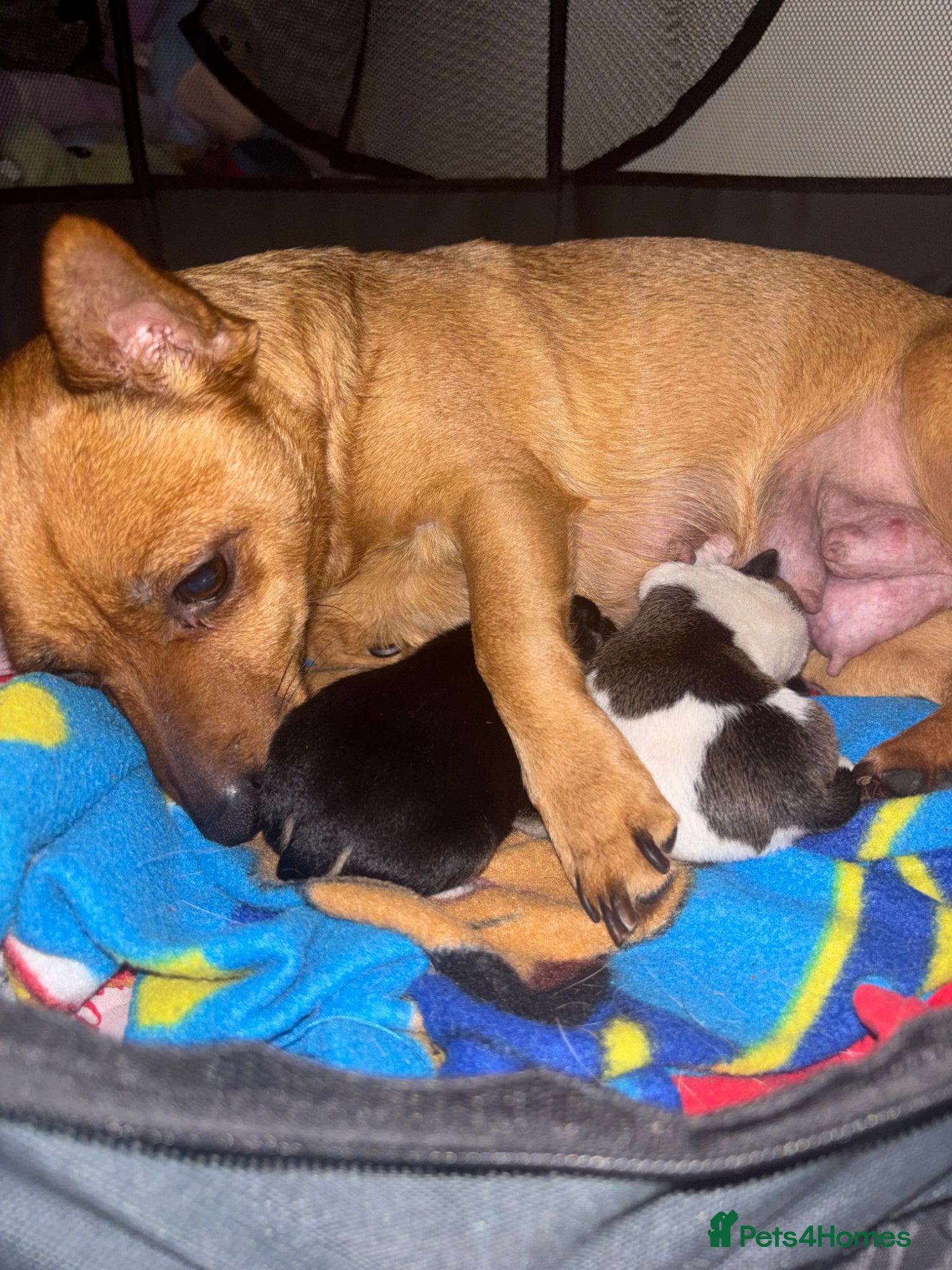 Pomchi dogs for sale: Pomchi puppies - Advert 1