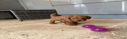 Cavapoo dogs for sale: Cavapoo pups  - Advert 5
