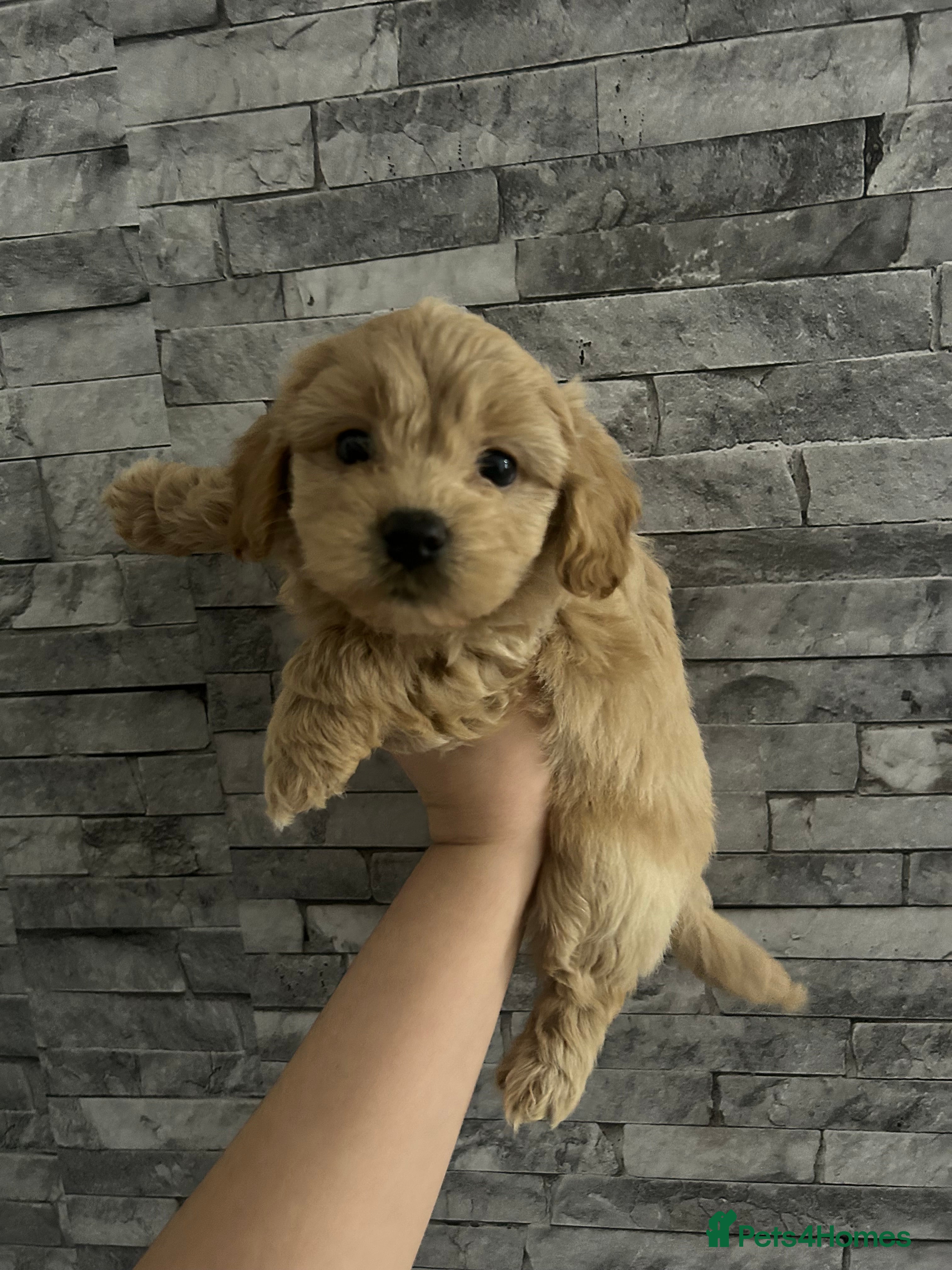 Maltipoo dogs Multipoo - Advert 11