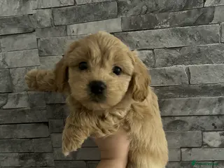 Maltipoo dogs Multipoo - Advert 11