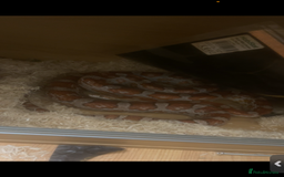 Corn Snake reptiles for sale: Corn snake + set up - Image 2