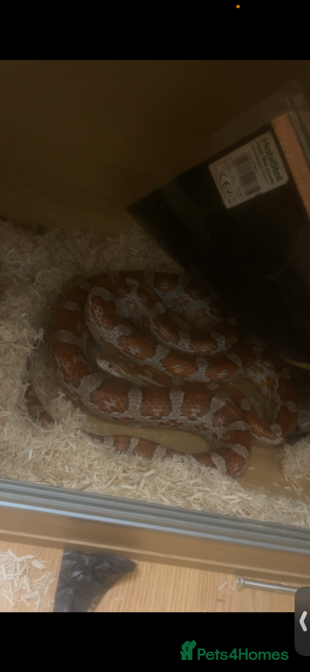 Corn Snake reptiles for sale: Corn snake + set up - Image 2