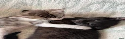 Mixed Breed cats for sale: Mixed kittens  - Advert 4
