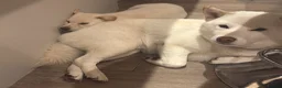 Japanese Shiba Inu dogs for sale: Kiba the Shiba  in Salford - Advert 3