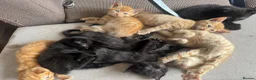 Domestic Shorthair cats for sale: Ginger girl/boy Black girl/boy kittens for sale  in Loughborough - Advert 33