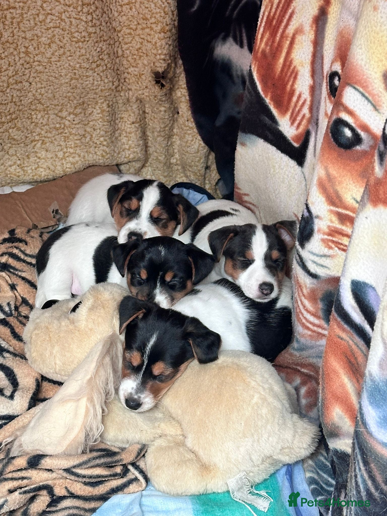 Jack Russell dogs Jack russell puppies - Advert 1