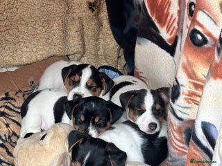 Jack Russell dogs Jack russell puppies - Advert 14