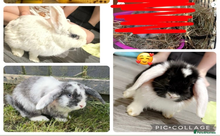 Lionhead rabbits - Advert 2