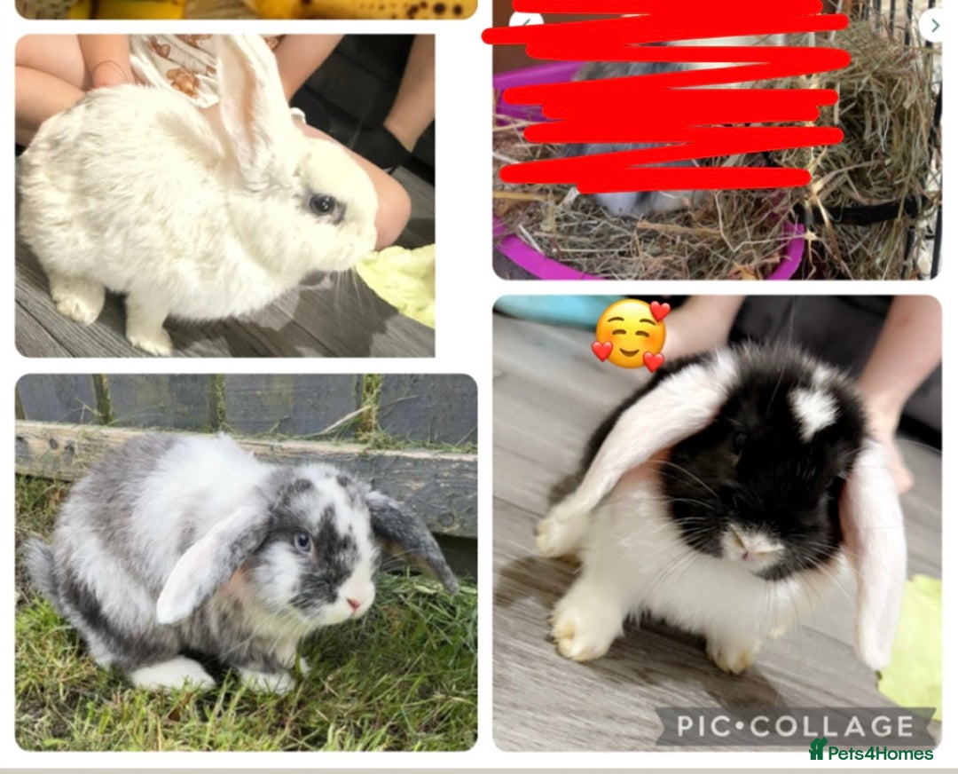 Lionhead rabbits for sale: Male and female rabbits  - Image 1