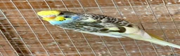 Budgerigars birds for sale: Baby Budgies for sale  - Advert 6