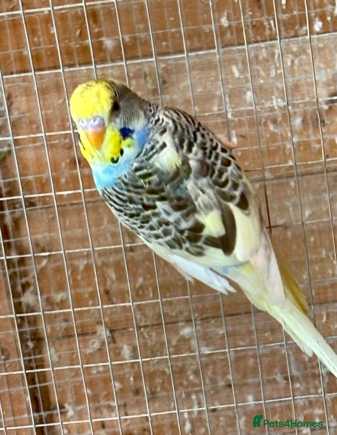 Budgerigars birds for sale: Baby Budgies for sale  - Advert 6