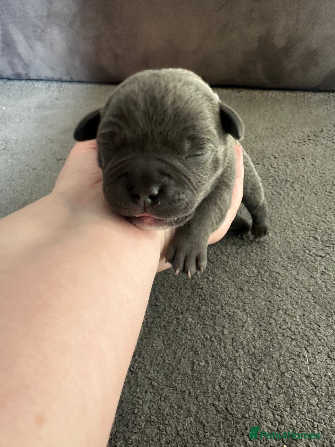 Staffordshire Bull Terrier dogs for sale: Quality Blue Staffies - Image 20