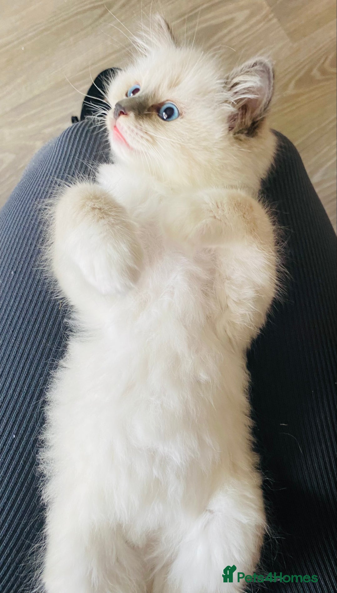 Ragdoll cats for sale: Ragdoll boy  - Image 6