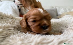 Cavalier King Charles Spaniel dogs for sale: Cavalier King Charles  - Image 12