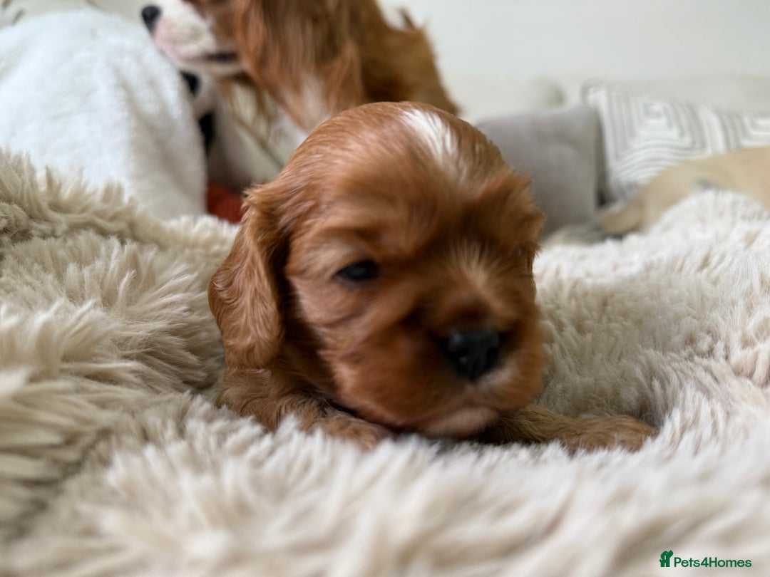Cavalier King Charles Spaniel dogs for sale: Cavalier King Charles  - Image 12