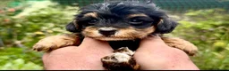 Maltipoo dogs for sale: Maltipoo Puppies  - Advert 5