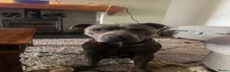 Staffordshire Bull Terrier dogs for stud: Frank. - Advert 16